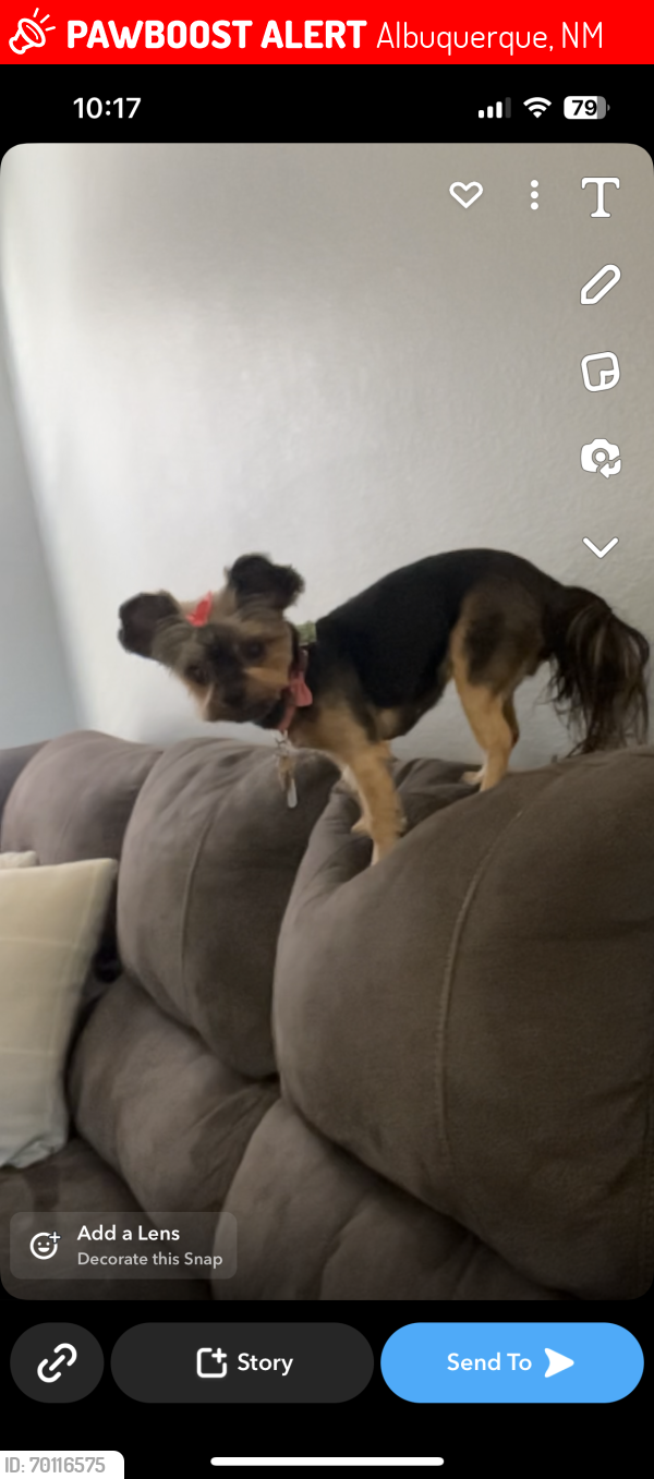 Lost Female Dog last seen unser and gibson, Albuquerque, NM 87121