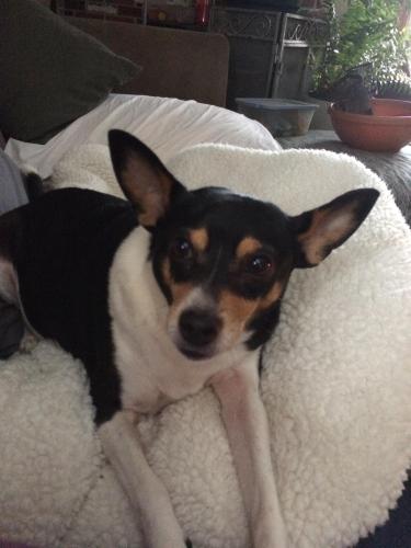 Lost Male Dog last seen Flintwood Dr. and McCutcheon Rd., Columbus, OH 43230