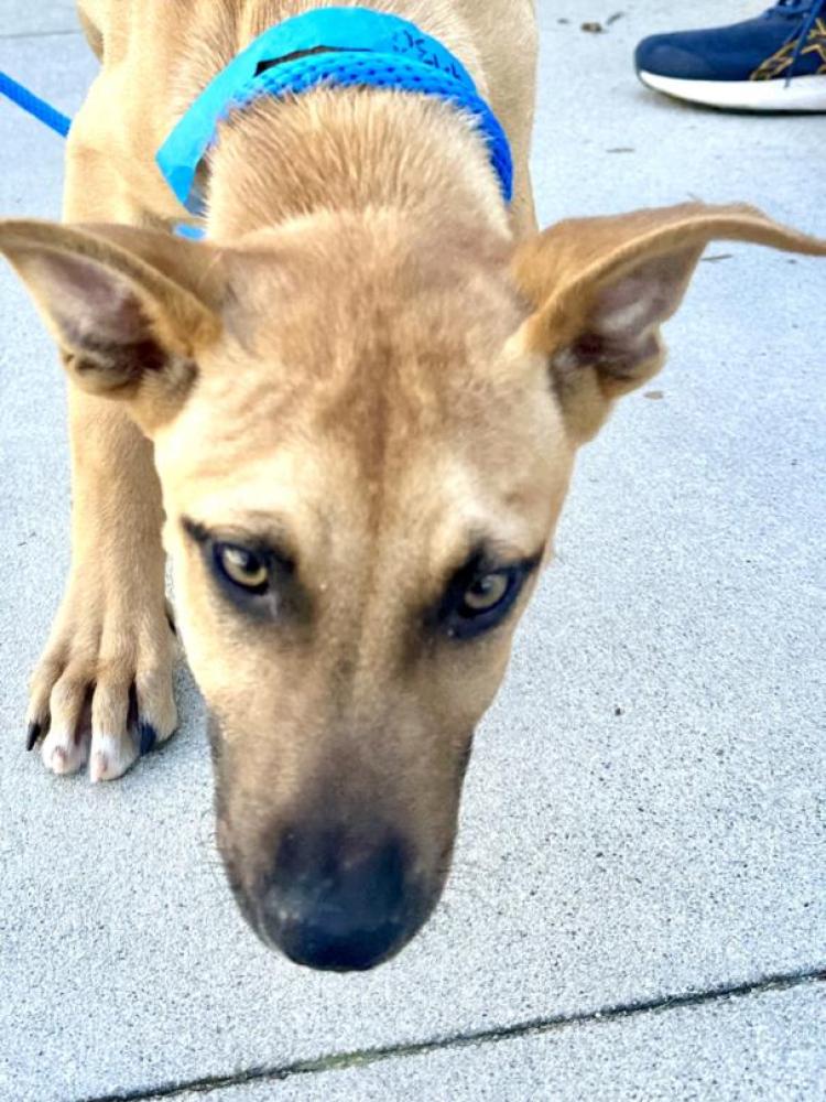 Shelter Stray Male Dog last seen , Los Angeles, CA 90064