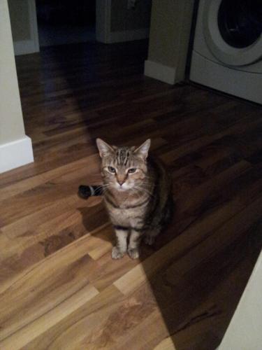 Lost Female Cat last seen SE Vancouver - Main and 63rd Avenue, Vancouver, BC 