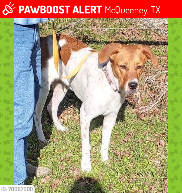 Lost Female Dog last seen Blakes cafe on 725, McQueeney, TX 78123