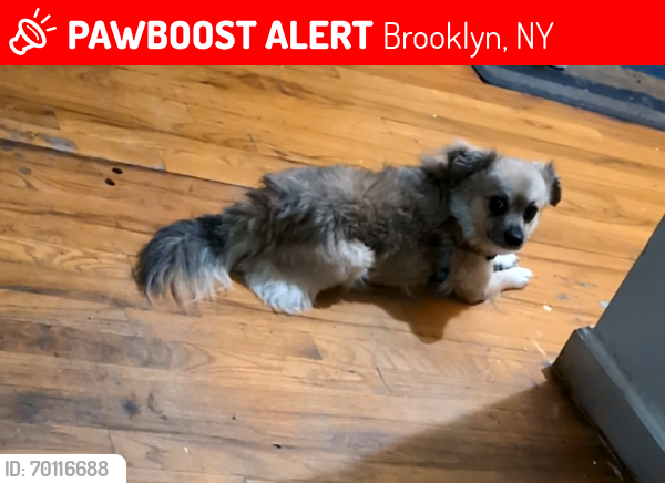 Lost Male Dog last seen Irving and Himrod , Brooklyn, NY 11237