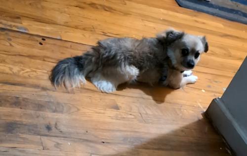 Lost Male Dog last seen Irving and Himrod , Brooklyn, NY 11237