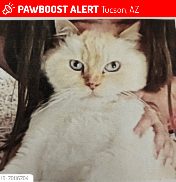Lost Male Cat last seen Tanque Verde Loop and Edison St., Tucson, AZ 85749