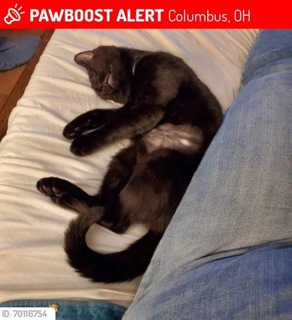 Lost Male Cat last seen The north side of arden forest lane, Columbus, OH 43223