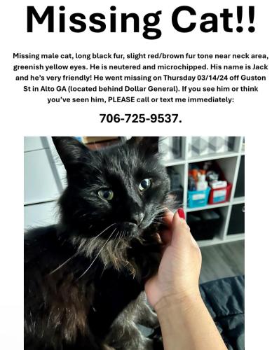 Lost Male Cat last seen Dollar General Alto, GA, Alto, GA 30510