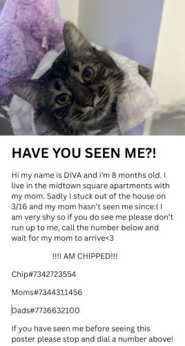 Lost Female Cat last seen Dews Street and Glenview Road (By the courthouse) , Glenview, IL 60025