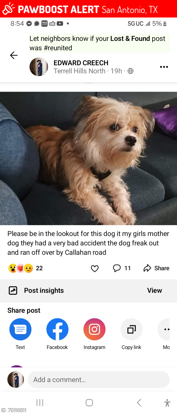 Lost Female Dog last seen Northwest Callahan road & Horizon Hill, San Antonio, TX 78229