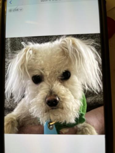 Lost Male Dog last seen Near orphanage rd, Danville, VA 24540