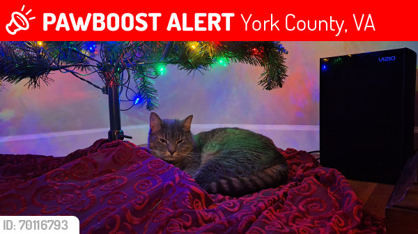 Lost Male Cat last seen Lambs Creek and Cathrop Neck, York County, VA 23693