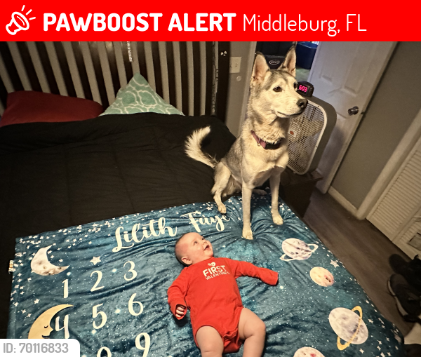 Lost Female Dog last seen Wilkerson elementary school , Middleburg, FL 32068