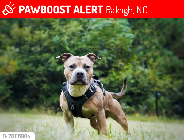 Lost Male Dog last seen Near st Albans Dr Raleigh nc , Raleigh, NC 27609