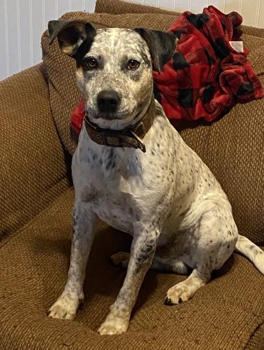 Lost Male Dog last seen SQRL Station on 167 South, Sheridan, AR 72150