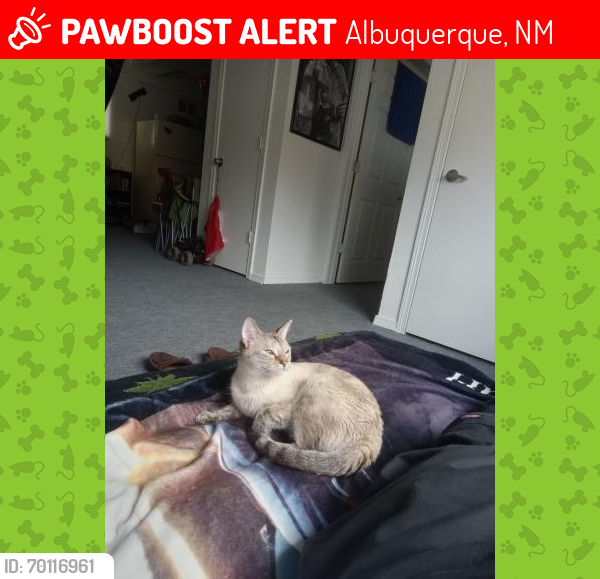 Lost Female Cat last seen Central and San Pedro, Albuquerque, NM 87108
