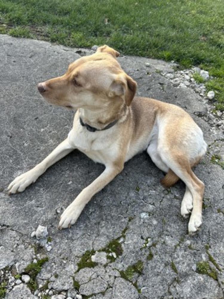 Shelter Stray Female Dog last seen Mack, OH , Cincinnati, OH 45223
