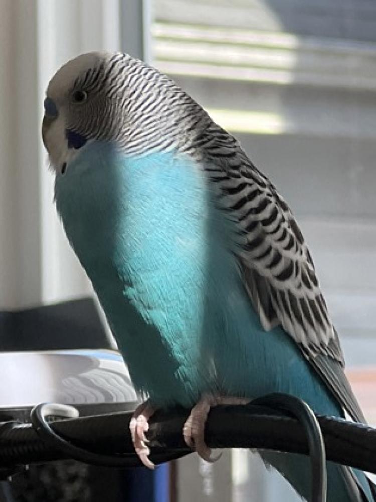 Shelter Stray Male Parakeet last seen Seattle, WA , Seattle, WA 98119