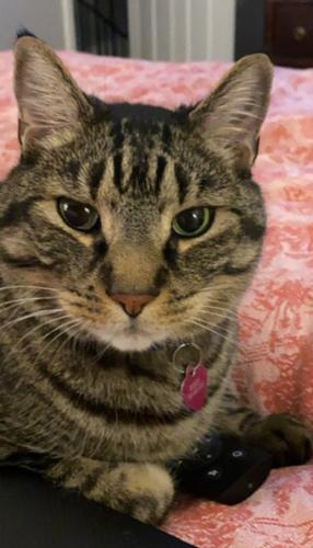 Lost Male Cat last seen Carrleigh Parkway, Haverhill Court, Greeley Blvd. , West Springfield, VA 22152