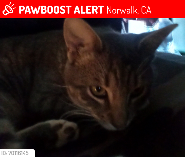 Lost Male Cat last seen Civic Center Ave Goller Ave, Norwalk, CA 90650