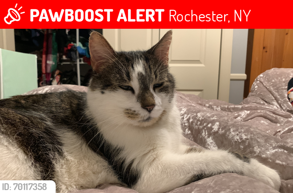 Lost Male Cat last seen Winton-Blossom Rd., Rochester, NY 14610