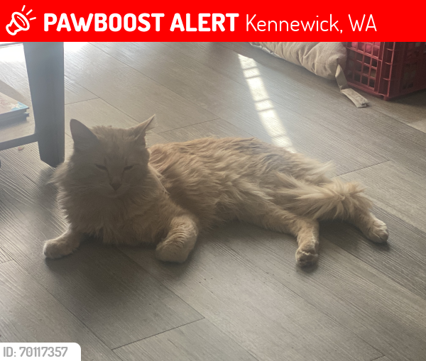 Lost Male Cat last seen Near W Entiat Ave Kennewick , Kennewick, WA 99336