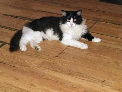 Lost Male Cat last seen Hixson Pike , Chattanooga, TN 37343