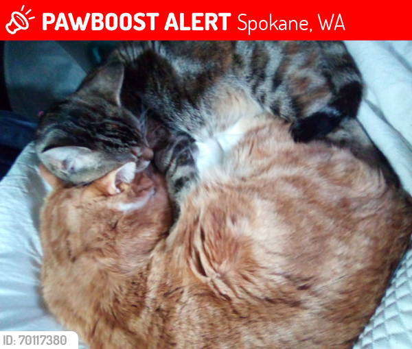 Lost Male Cat last seen Perry st., Spokane, WA 99207