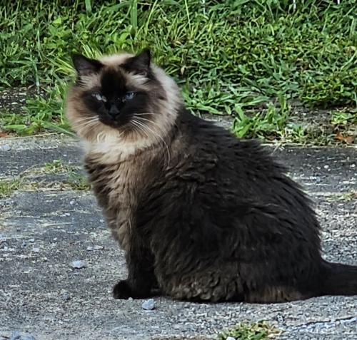 Lost Female Cat last seen N 62nd and Jackson, Pensacola, FL 32506