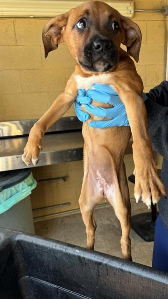 Shelter Stray Female Dog last seen Near BLOCK CASA GRANDE,BAKERSFIELD, CA, Bakersfield, CA 93307
