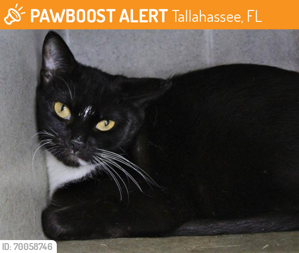 Shelter Stray Female Cat last seen Near BLOCK ALBERT DR TALLAHASSEE FL, Tallahassee, FL 32311