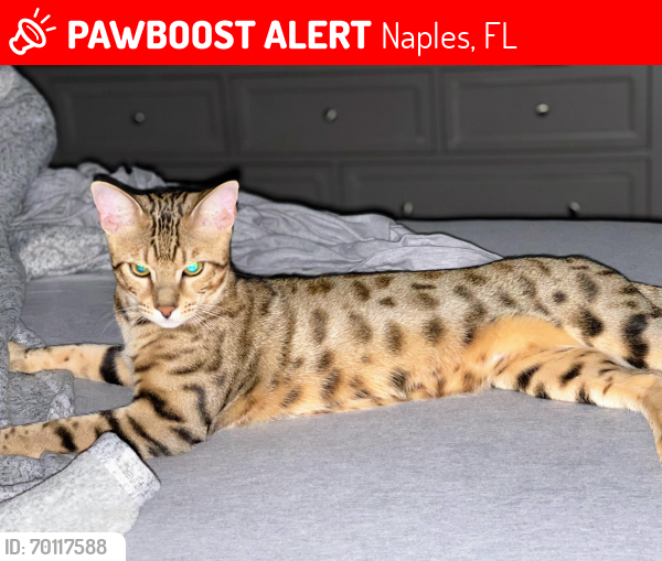 Lost Male Cat last seen Orange blossom , Naples, FL 34120
