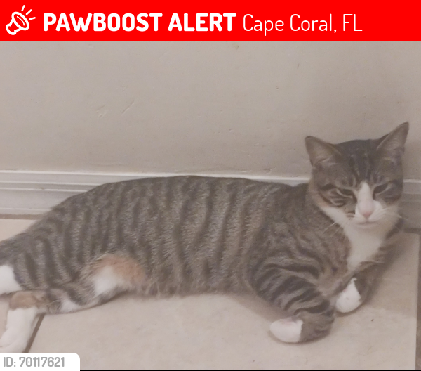 Lost Male Cat last seen Trafalgar Pkwy and SW 4th ct, Cape Coral, FL 33991