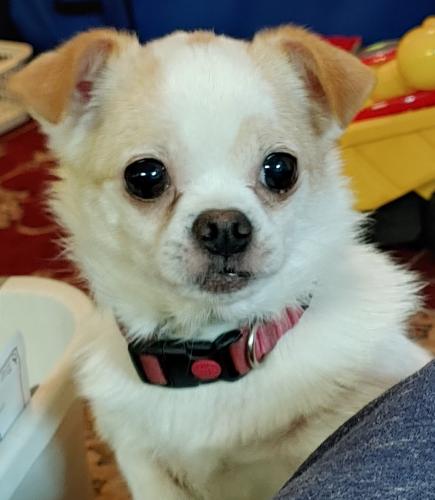 Lost Female Dog last seen 92nd and Division, Portland, OR 97216