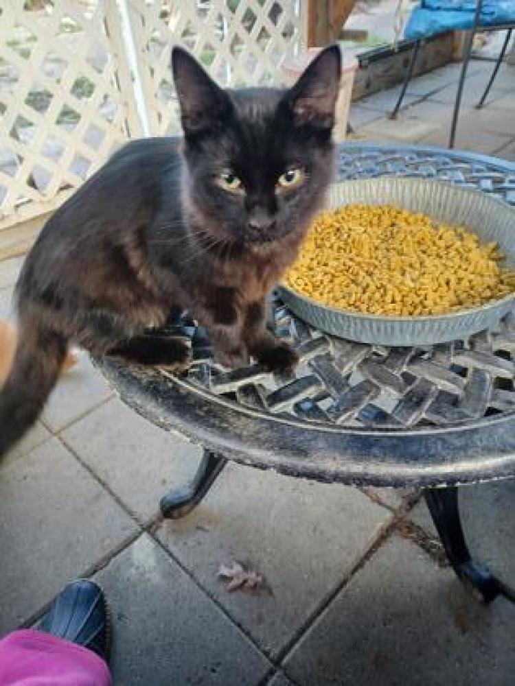 Shelter Stray Male Cat last seen Norwood, OH , Cincinnati, OH 45223
