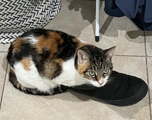 Lost Female Cat last seen Cayuga Ave and Tingley Ave, San Francisco, CA 94112