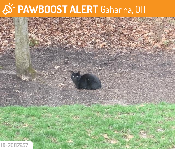 Found/Stray Unknown Cat last seen Cherrybottom Road, Gahanna, OH 43230