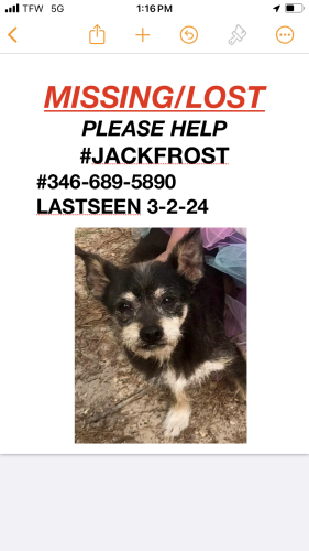 Lost Male Dog last seen Near West rd. Across from Grey Elementary , Houston, TX 77038