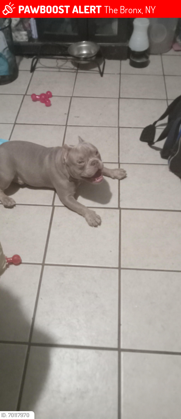 Lost Male Dog last seen Tremont, The Bronx, NY 10460