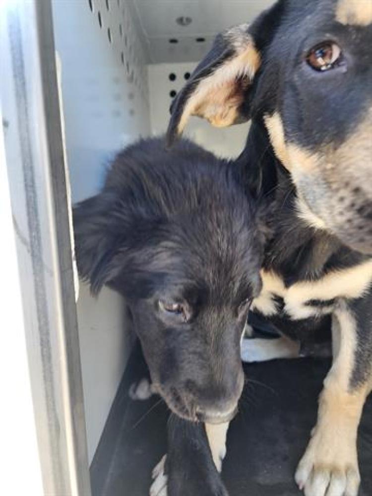 Shelter Stray Female Dog last seen Near BLOCK PITCHER VIEW CT, BAKERSFIELD,CA, Bakersfield, CA 93307