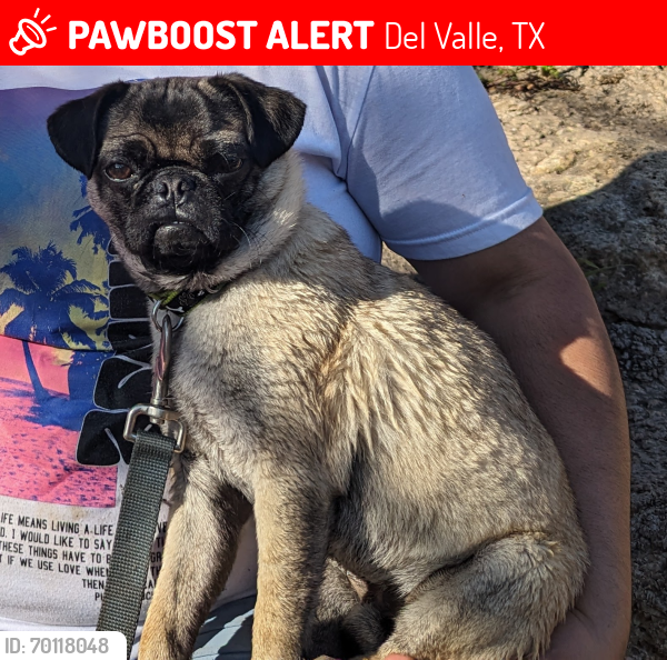 Lost Male Dog last seen Great Panda Cove/Apperson, Old Moore's Crossing Neighborhood Park, or Popham E.S., Del Valle, TX 78617