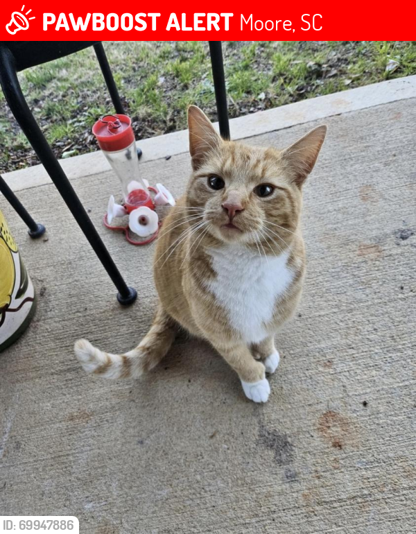 Lost Male Cat last seen R.D Anderson, Moore, SC 29369