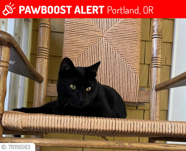 Lost Male Cat last seen NE Cleveland Ave and Alberta, Portland, OR 97211