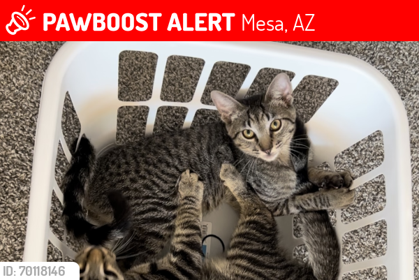 Lost Male Cat last seen Longmore and Emerald Ave, Mesa, AZ 85202