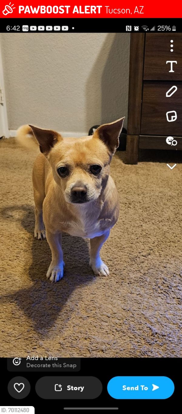 Lost Male Dog last seen Mission and ajo, Tucson, AZ 85713