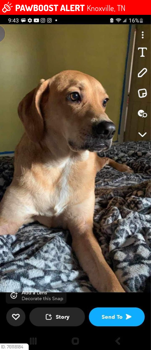 Lost Female Dog last seen Next to the posted address, we let her out like we normally do and she never came back. , Knoxville, TN 37914