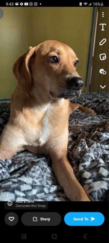 Lost Female Dog last seen Next to the posted address, we let her out like we normally do and she never came back. , Knoxville, TN 37914