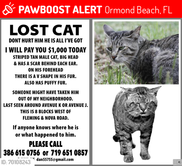 Lost Male Cat last seen Boyles, Ormond Beach, FL 32174
