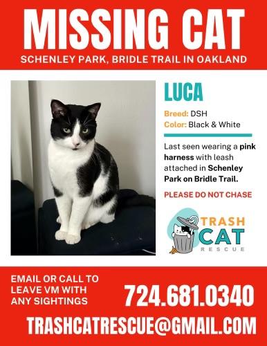 Lost Male Cat last seen Schenley park pa , Pittsburgh, PA 15213