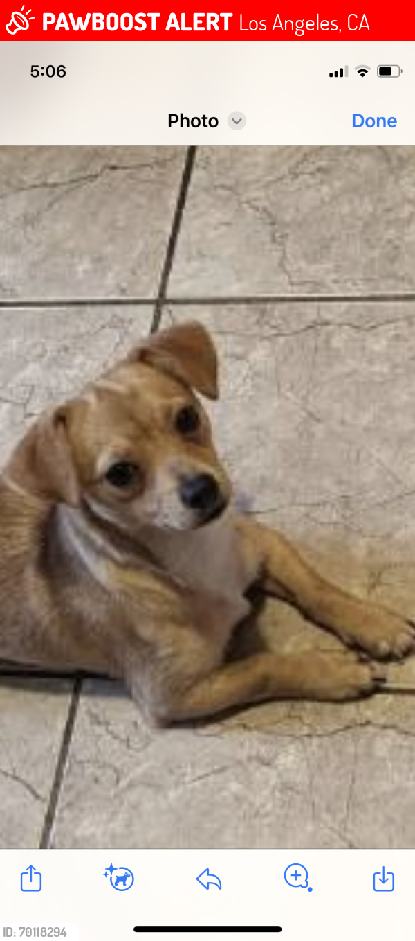 Lost Female Dog last seen 81st and Hoover st , Los Angeles, CA 90044