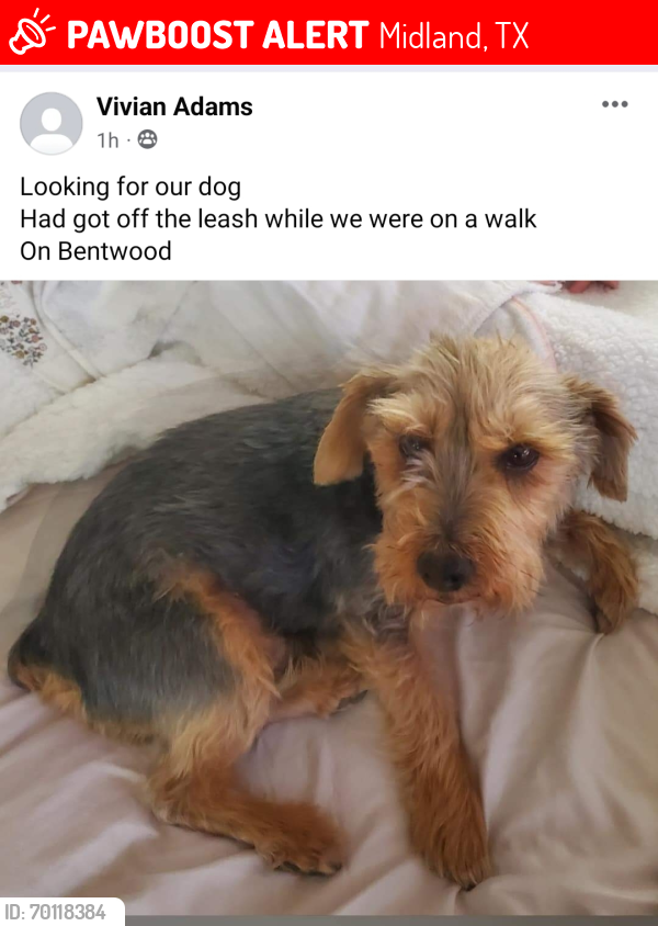 Lost Male Dog last seen bentwood and Thomason , Midland, TX 79703