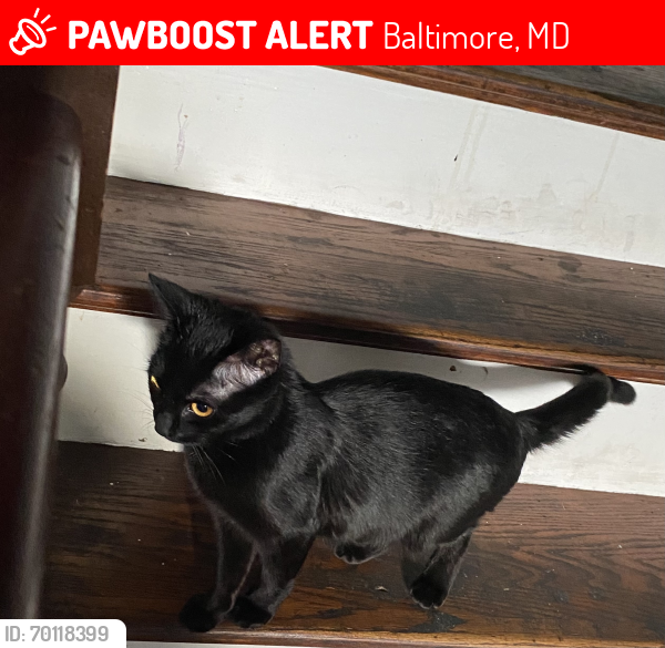 Lost Female Cat last seen Lake Montebello , Baltimore, MD 21218
